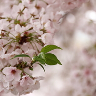 葉桜始め