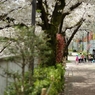 spring for tokyoites