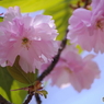 石神井公園で咲く桜1