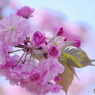 石神井公園で咲く桜2