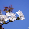 石神井公園で咲く桜3