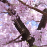 石神井公園で咲く桜4