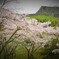 荒城の桜　- 巡る盃　影さして - 