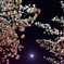 Sakura gradation and moon