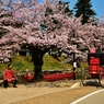 桜花の赤備え