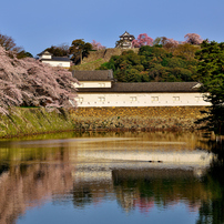 2017年彦根城の桜