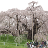 三春滝桜