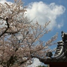 懐かしの京都の春