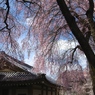 懐かしの京都の春２
