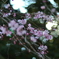 枝垂桜　ご近所