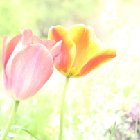 お花の時間