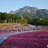 羊山公園