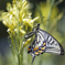 Swallowtail butterfly•*¨*•.¸¸♪