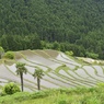 美しい棚田の世界　千枚田