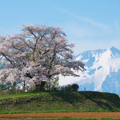 今回の最北点の桜