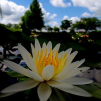 Lotus Flower 210