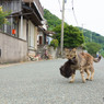 母さんネコは忙しい