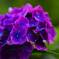 梅雨入り前の紫陽花3