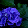 紫陽花(青)