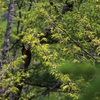 桜木とおぼしき枝ものびやかに若葉揺らして風わたる森