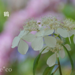 瀬戸神社～山あじさい-466