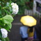 雨の江ノ島