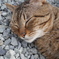 伊豆 七滝の猫さん