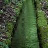 苔の香り