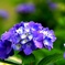 1-紫陽花