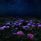 星と紫陽花