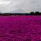 富士山と芝桜３