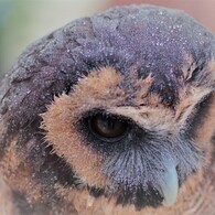 フクロウの行水