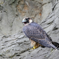 江ノ島のハヤブサ