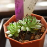 Sempervivum tectorum var.　紅薫花(コウクンカ)