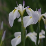 花菖蒲‐爪紅