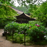 湖東三山金剛輪寺あじさい