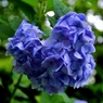 ハート紫陽花