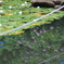 紫陽花池