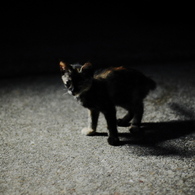 夜猫