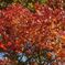段戸湖の紅葉