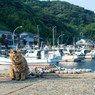 夏の日の港ネコさん