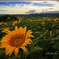 夕刻のsunflower