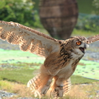 Flying Eagle Owl