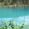 青い池4