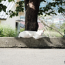 5521　白猫（Hakubyo）