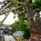 玉若酢命神社と八百杉