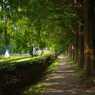 OLD LENS　県立相模原公園