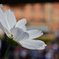 fiore bianco（フィオーレ・ビアンコ）　…ディズニーシーの彩り