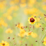 Yellow flowers