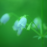 但馬高原植物園